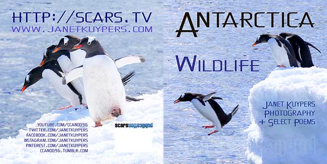Antarctica: Wildlife covers