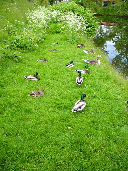 Mallard ducks in Copenhagen, Denmark