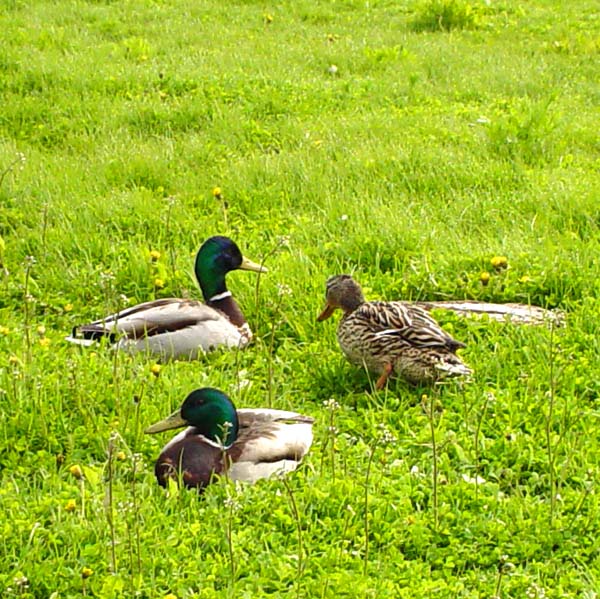 Mallard ducks in Helsinki, Finland