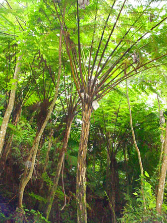 el Yunque tropical rainforest