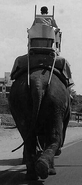 An Elephant, photography by Aparna Pathak