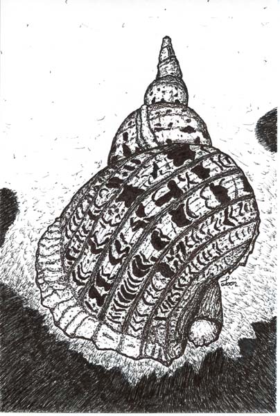 Conch Discovered, drawing by Brian Looney