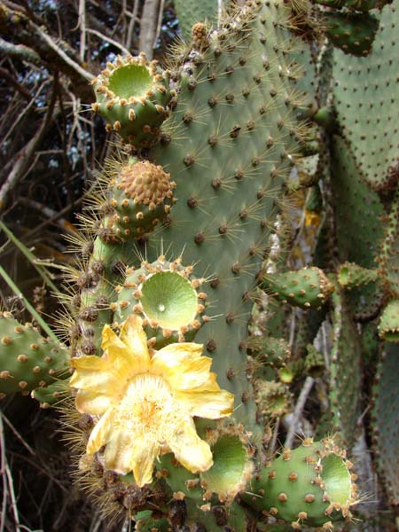 12-27-07flowers-cactus2237v