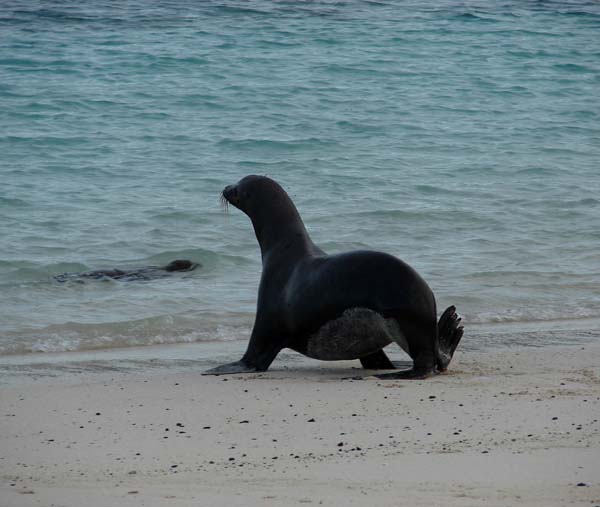 a lion seal entering the water at Santa Fe Island, on the Galapagos Islands 12/24/07