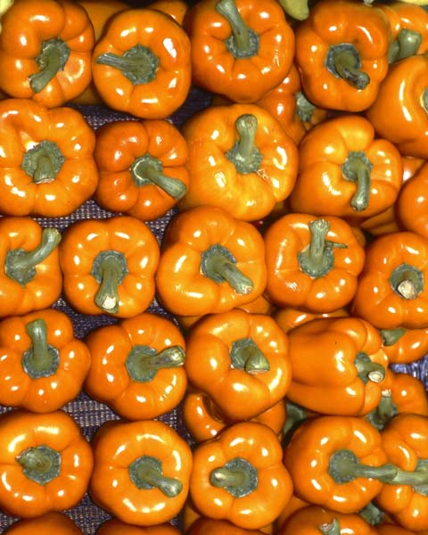 Orange Peppers, art by Peter Bates
