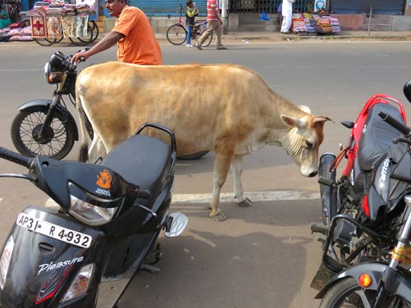 a cow on the street in Visakhapatnam, image copyright © 2015-2018 Janet Kuypers
