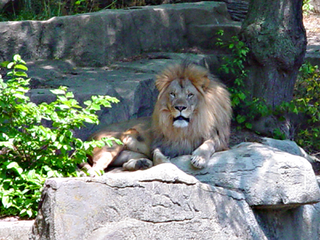 lion, photographed May 30th 2005, Copyright 2005-2012 Janet Kuypers