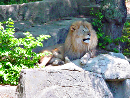 lion, photographed May 30th 2005, Copyright 2005-2012 Janet Kuypers
