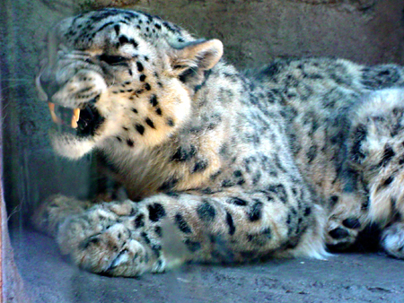 leopard, 05-30-05