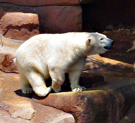 polar bear, 05-30-05