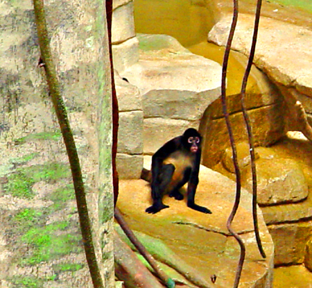 monkey, 05-30-05