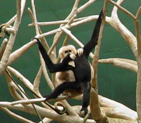 monkeys image copyright ©23005-20128 Janet Kuypers