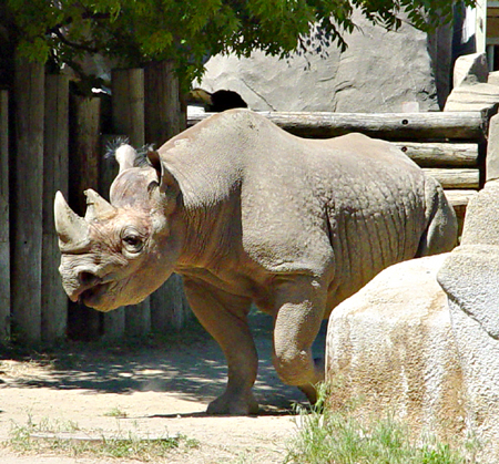 rhinoceros, 05-30-05