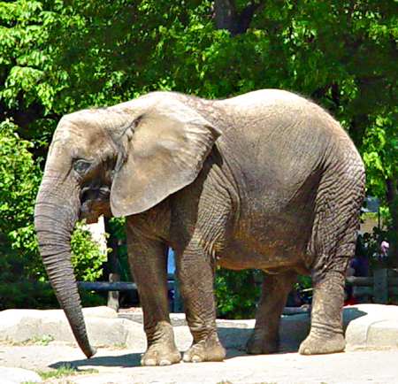 Elephant at Brookfield Zoo 05/30/05