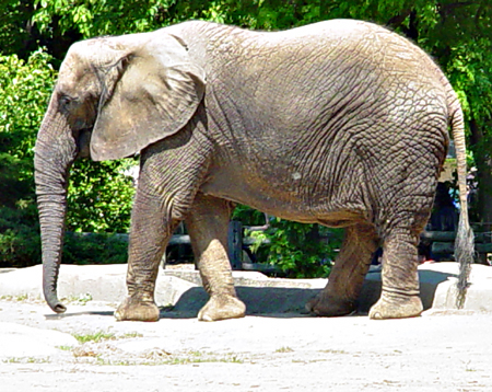 elephant, 05-30-05