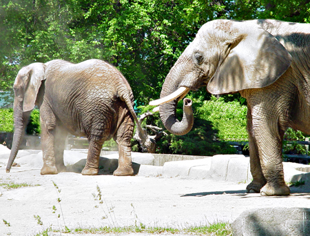 Elephants at Brookfield Zoo 05/30/05