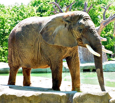Elephant at Brookfield Zoo 05/30/05