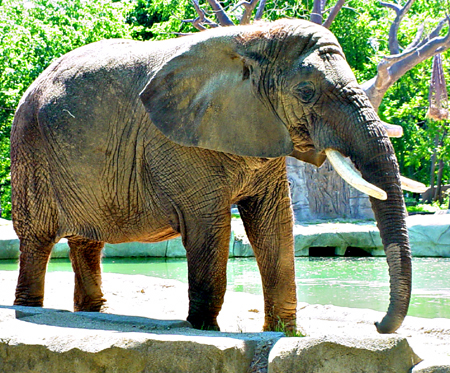 Elephant, copyright 2005 Janet Kuypers