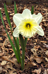 Daffodils, art from John Yotko