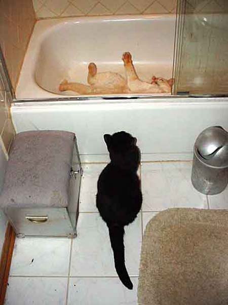 Katie (the black cat) looking a Johnny (the white cat) scratching his back and playing in an empty bath tub