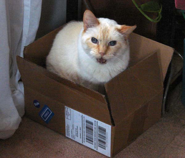 Johnny in a Box, copyright ©l 2009-2019 Janet Kuypers
