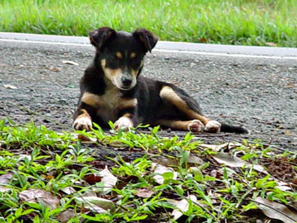 stray dog outside the El Yunque tropical rain forest in Puerto Rico December 2003