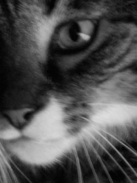 Cat Eye, photography by Cheryl A. Townsend