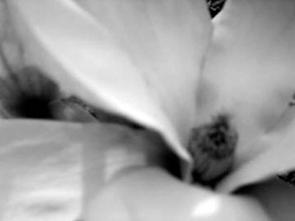 Magnolia Petals, art by Cheryl Townsend