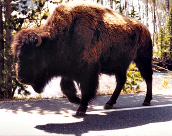 bison, Wyoming, 1998