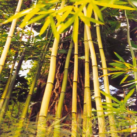 bamboo colage, copyright 2001 Janet Kuypers