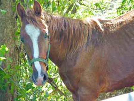 Horse in Puerto Rico, photographed in December 2003. Image Copyright Janet Kyupers.