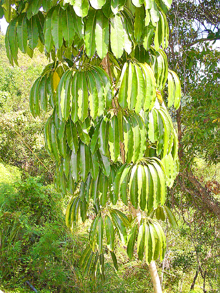 Puerto Rico tree leaves