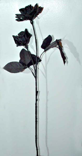 Black Rose, copytight 2005 - 2016 Janet Kuypers