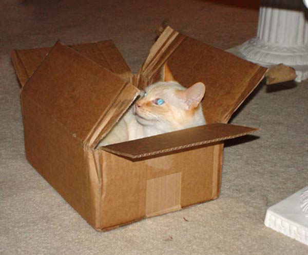 Johnny in a box 09