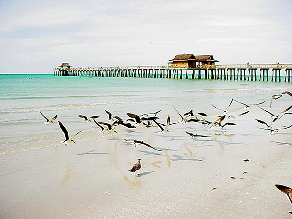 2004 Naples Beach gulls in flight at pier, Coptright © 2004-2017 Janet Kuypers