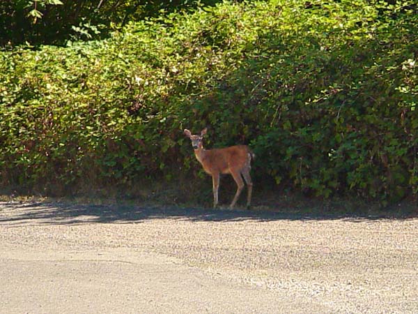 deer at Puget Sound, copyright 2006-2018 Janet Kuypers