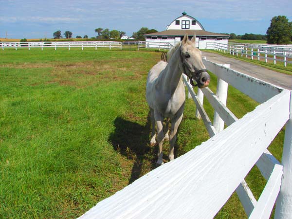 Horse photographed in Gurnee Illinois USA, copyright 2007-2017 Janet Kuypers