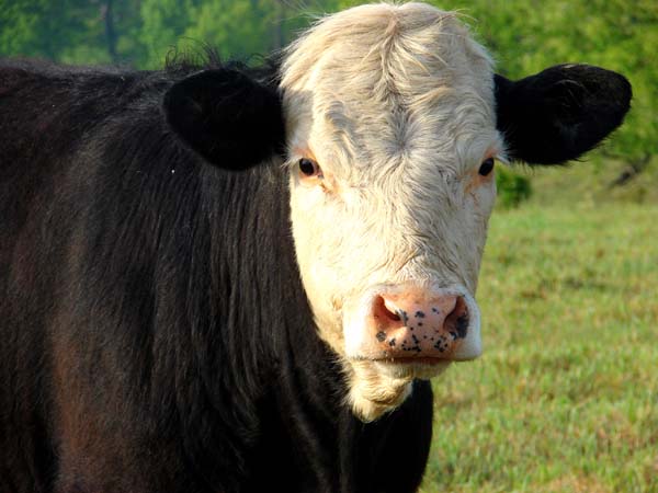 a cow photographed in PA, copyright 2008-2013 Janet Kuypers