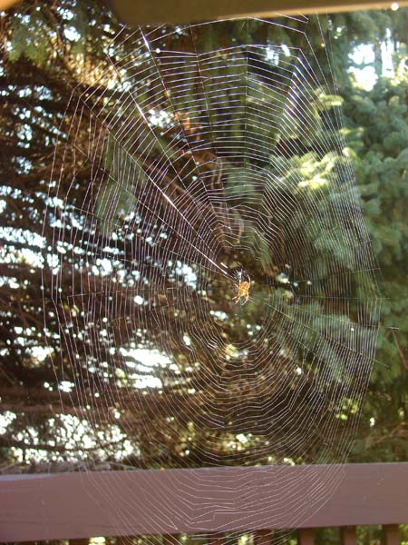 a spider in a web, photographed in Gurnee 20111012 and used for the back cover of the 07-08 2012 issue of Down in the Dirt; copyright © 2011-2013 Janet Kuypers