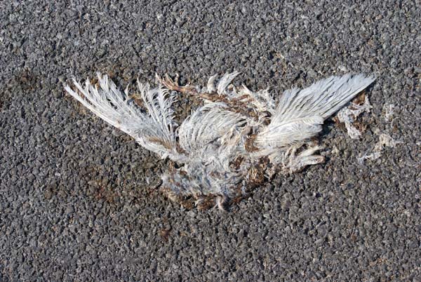 dead bird, Indiana 8/9/12