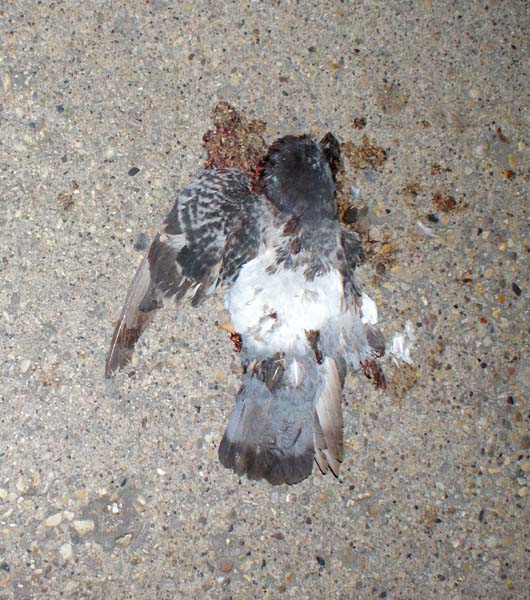 dead bird, Chicago 11/11/12