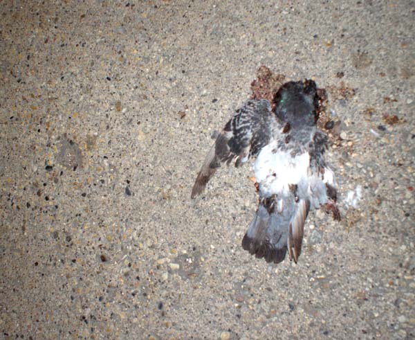 dead bird, Chicago 11/11/12