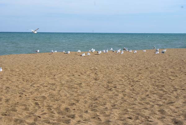 gulls  at the beach, copyright Janet Kuypers