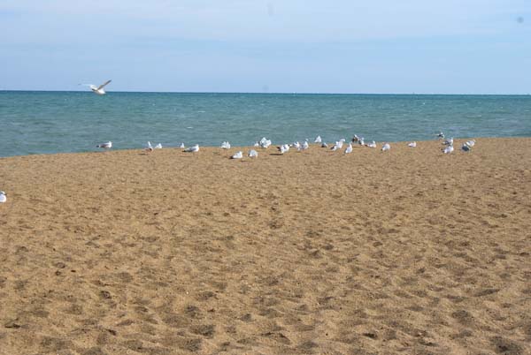 20130914 Gulls at the beach, copyright 2013-2017 Janet Kuypers