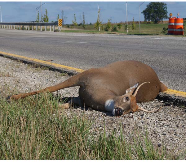 dead deer, photographed 20130825. Copyright 2013-2015 Janet Kuypers.