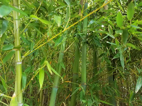 Bamboo Copyright © 2019 Janet Kuypers
