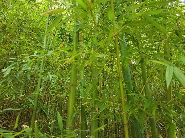 Bamboo Copyright © 2019 Janet Kuypers