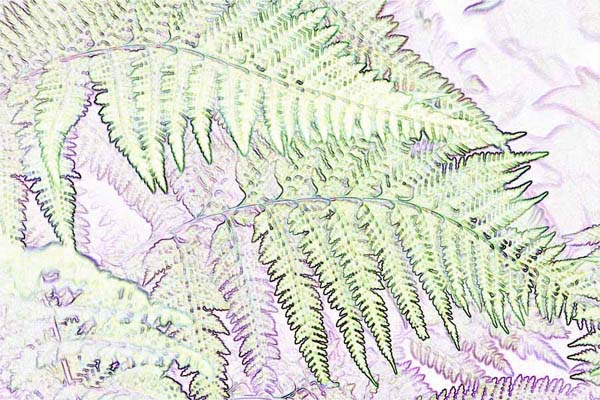 Kew Ferns, art by Mike Hovancsek