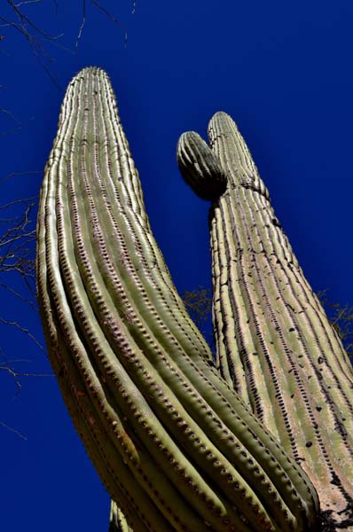 Saguaro cactus image by Peter Laberge