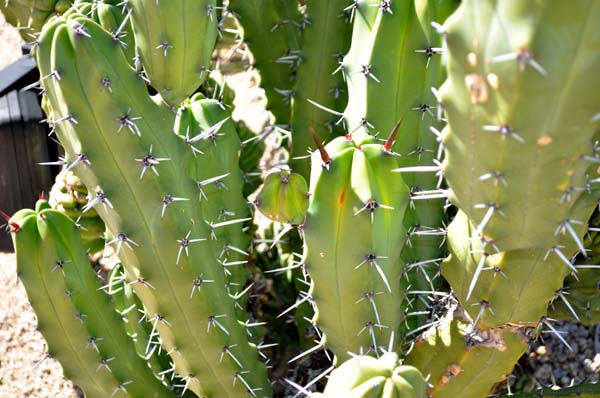 Spines cactus image by Peter Laberge